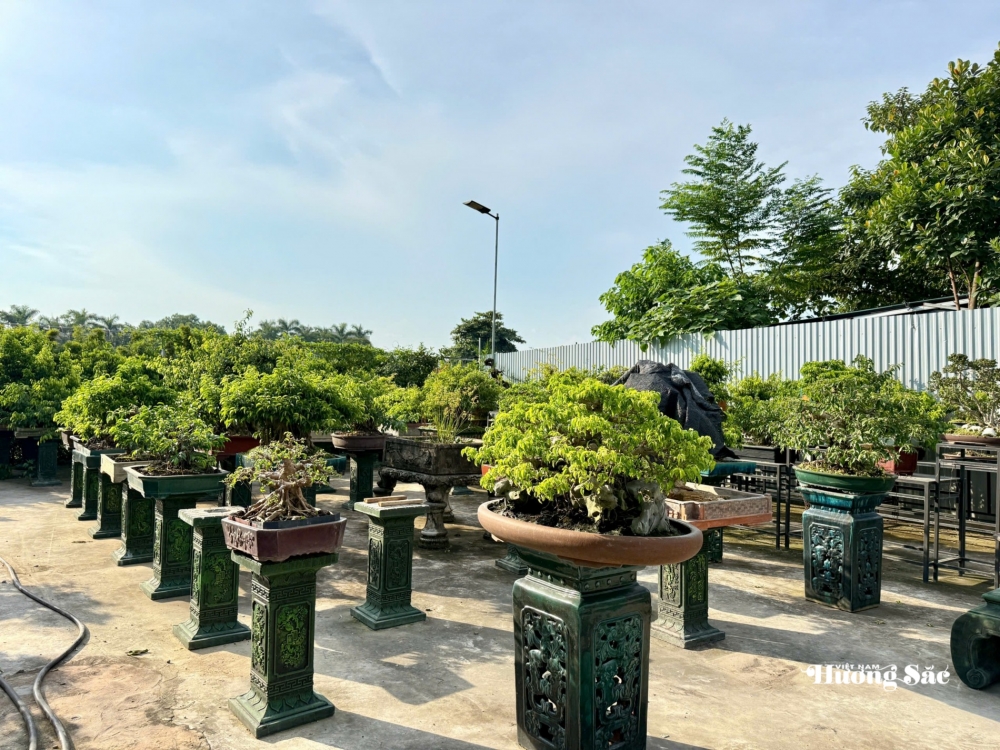 Zen Bonsai: Nơi gặp gỡ của những người yêu cây Zen Bonsai: Nơi gặp gỡ của những người yêu cây