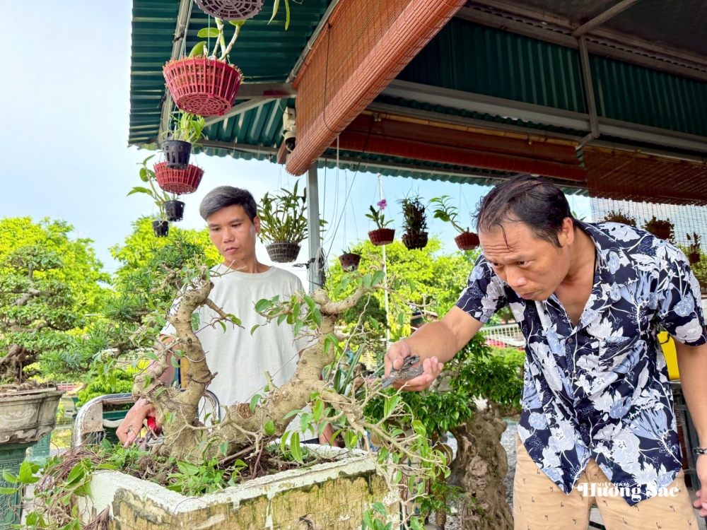 Zen Bonsai: Nơi gặp gỡ của những người yêu cây Zen Bonsai: Nơi gặp gỡ của những người yêu cây