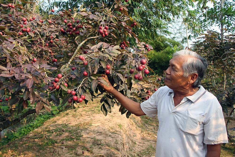 Từ một nhánh nhãn đột biến, lão nông miền Tây thành “vua nhãn tím” Từ một nhánh nhãn đột biến, lão nông miền Tây thành “vua nhãn tím”