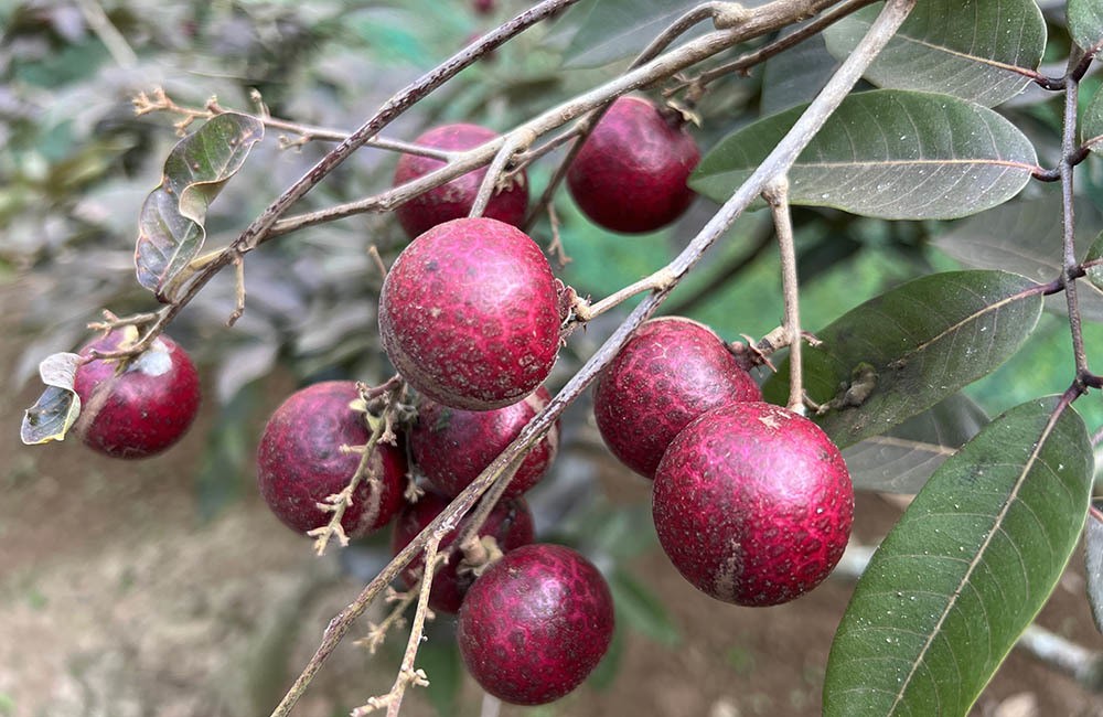 Từ một nhánh nhãn đột biến, lão nông miền Tây thành “vua nhãn tím” Từ một nhánh nhãn đột biến, lão nông miền Tây thành “vua nhãn tím”