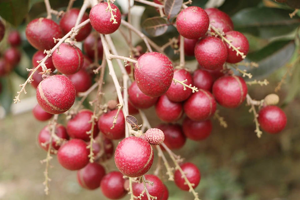 Từ một nhánh nhãn đột biến, lão nông miền Tây thành “vua nhãn tím” Từ một nhánh nhãn đột biến, lão nông miền Tây thành “vua nhãn tím”