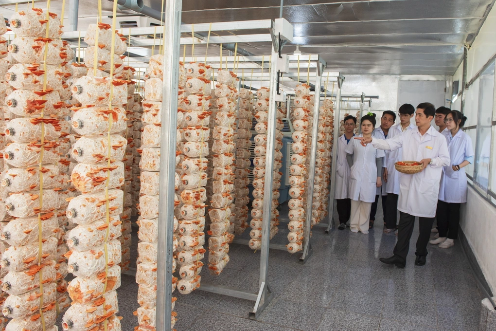 Bỏ 100 triệu làm nhà kính, thầy giáo miền Tây trồng nấm quý bán tiền triệu mỗi kg Bỏ 100 triệu làm nhà kính, thầy giáo miền Tây trồng nấm quý bán tiền triệu mỗi kg