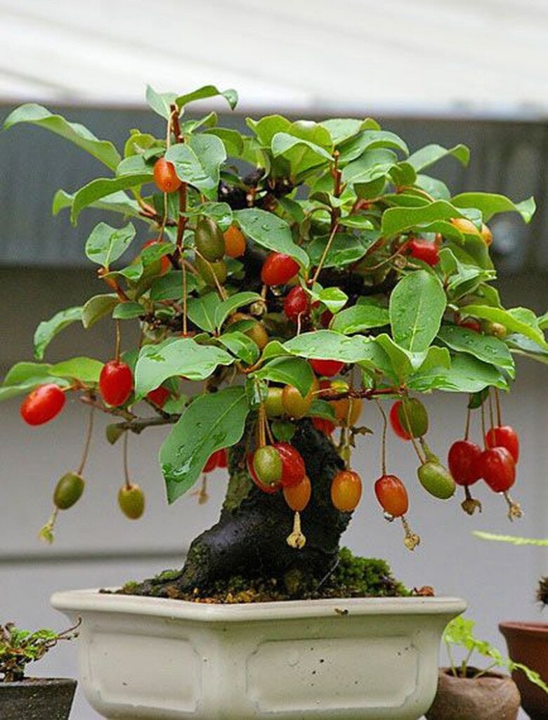 Nhót bonsai độc lạ: Gốc càng già, dáng càng quái, giá càng khiến người chơi bất ngờ Nhót bonsai độc lạ: Gốc càng già, dáng càng quái, giá càng khiến người chơi bất ngờ
