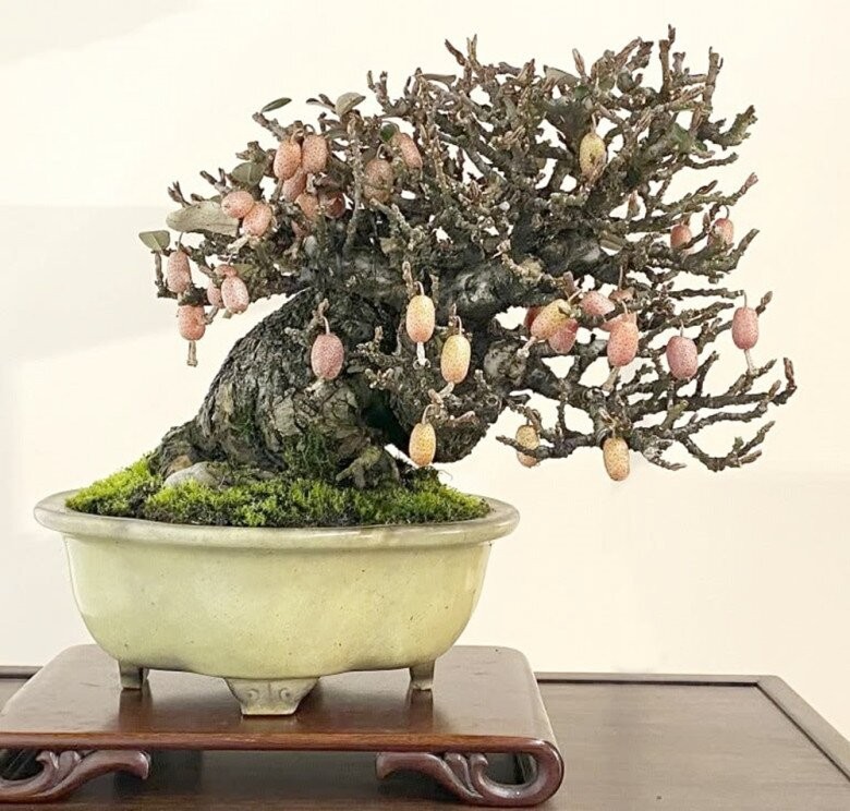Nhót bonsai độc lạ: Gốc càng già, dáng càng quái, giá càng khiến người chơi bất ngờ Nhót bonsai độc lạ: Gốc càng già, dáng càng quái, giá càng khiến người chơi bất ngờ