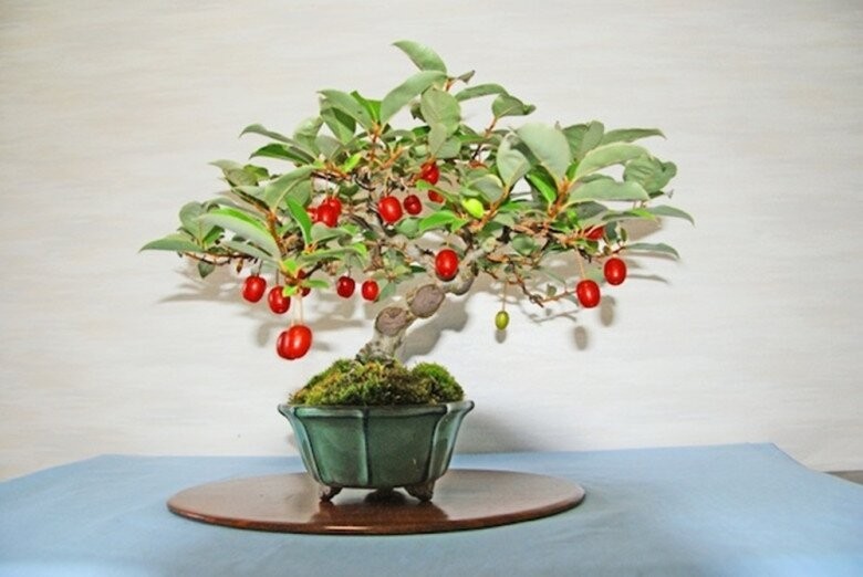 Nhót bonsai độc lạ: Gốc càng già, dáng càng quái, giá càng khiến người chơi bất ngờ Nhót bonsai độc lạ: Gốc càng già, dáng càng quái, giá càng khiến người chơi bất ngờ