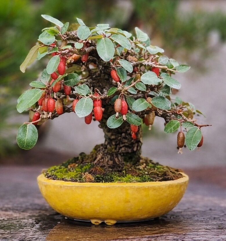 Nhót bonsai độc lạ: Gốc càng già, dáng càng quái, giá càng khiến người chơi bất ngờ Nhót bonsai độc lạ: Gốc càng già, dáng càng quái, giá càng khiến người chơi bất ngờ