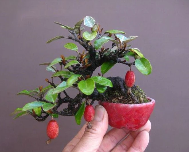 Nhót bonsai độc lạ: Gốc càng già, dáng càng quái, giá càng khiến người chơi bất ngờ Nhót bonsai độc lạ: Gốc càng già, dáng càng quái, giá càng khiến người chơi bất ngờ