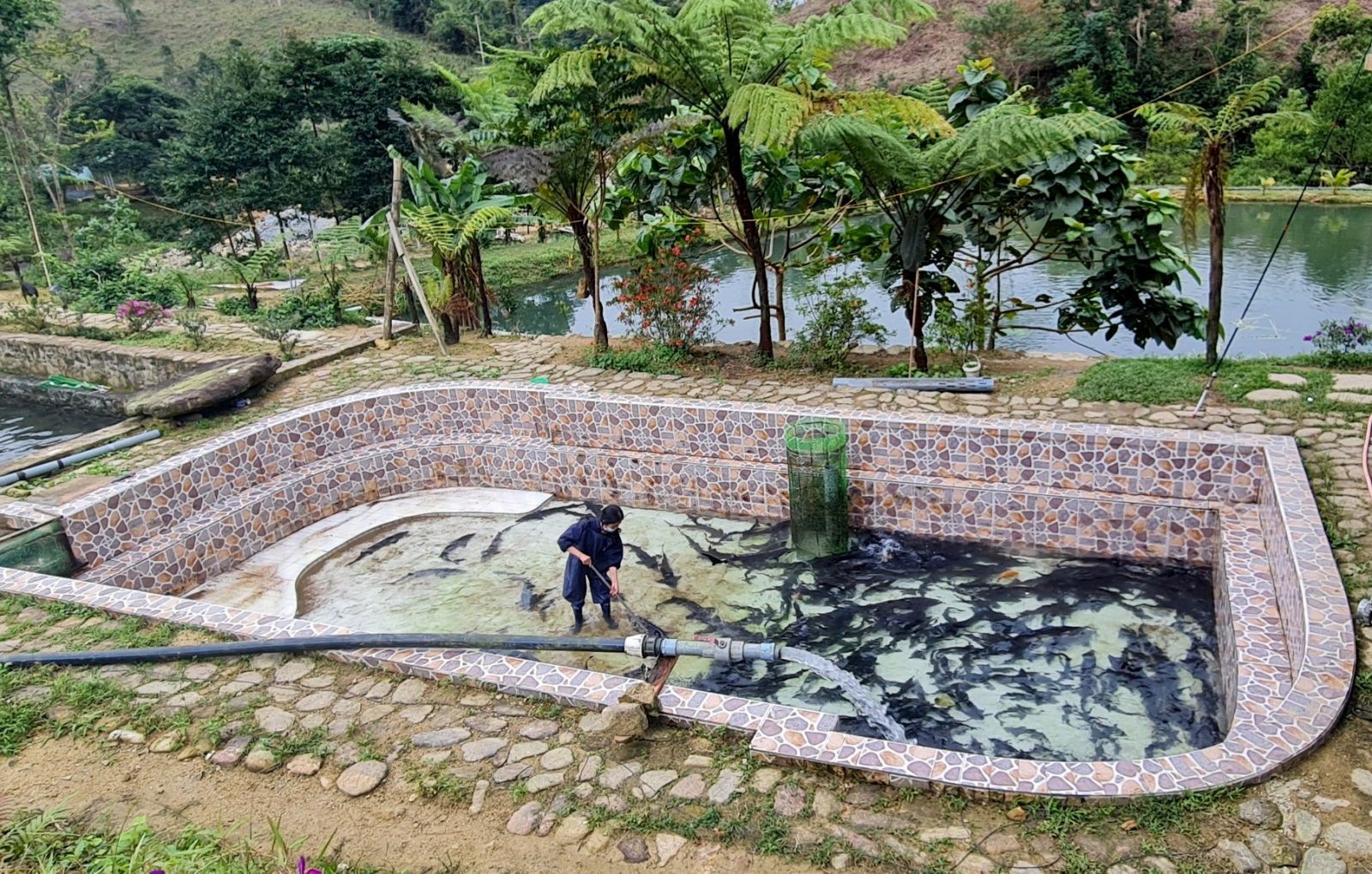 Ứng dụng công nghệ, nâng tầm cá tầm vùng cao Huế Ứng dụng công nghệ, nâng tầm cá tầm vùng cao Huế