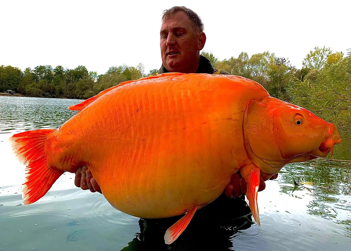 Cá vàng lai 31kg mắc câu sau 20 năm sống dưới hồ Cá vàng lai 31kg mắc câu sau 20 năm sống dưới hồ