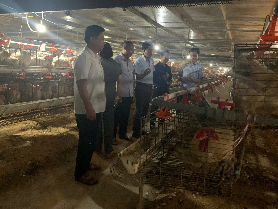 Gà ăn Sâm Nam, thảo dược, đẻ đều như máy: Nông dân Hải Phòng lãi gần 1 tỷ đồng/năm Gà ăn Sâm Nam, thảo dược, đẻ đều như máy: Nông dân Hải Phòng lãi gần 1 tỷ đồng/năm