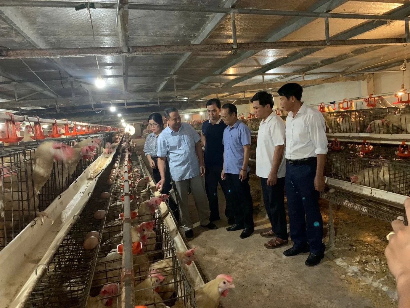 Gà ăn Sâm Nam, thảo dược, đẻ đều như máy: Nông dân Hải Phòng lãi gần 1 tỷ đồng/năm Gà ăn Sâm Nam, thảo dược, đẻ đều như máy: Nông dân Hải Phòng lãi gần 1 tỷ đồng/năm