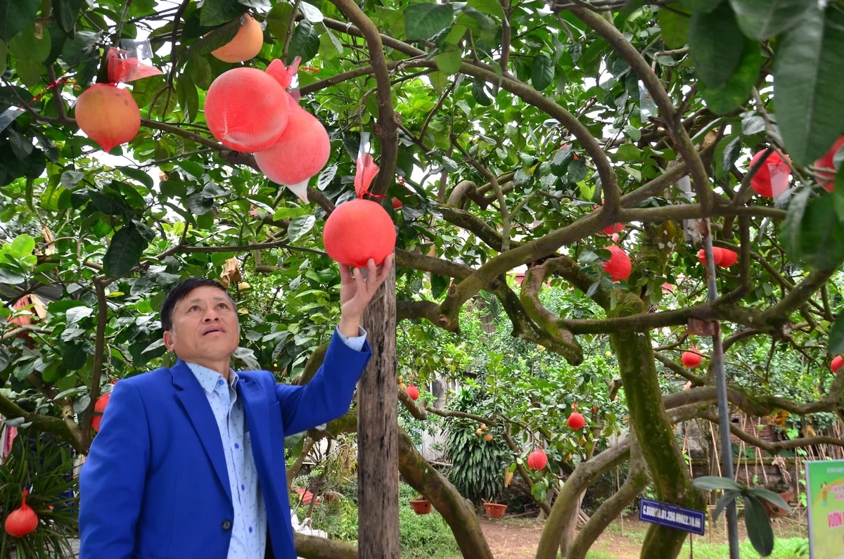 Bưởi đỏ Mê Linh – thứ quả đặc biệt trên ban thờ ngày Tết Bưởi đỏ Mê Linh – thứ quả đặc biệt trên ban thờ ngày Tết