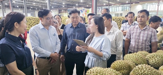 Khuyến nông vào cuộc, thúc đẩy quản lý mã số vùng trồng theo Nghị quyết 36 Khuyến nông vào cuộc, thúc đẩy quản lý mã số vùng trồng theo Nghị quyết 36