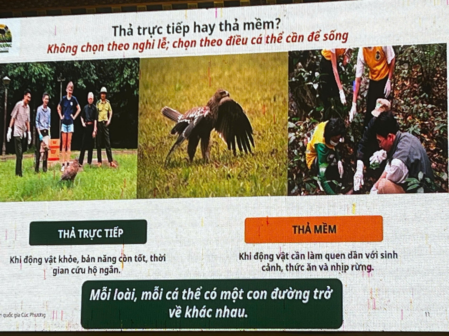 Phóng sinh bằng lòng từ bi, thực hành bằng trí tuệ Phóng sinh bằng lòng từ bi, thực hành bằng trí tuệ