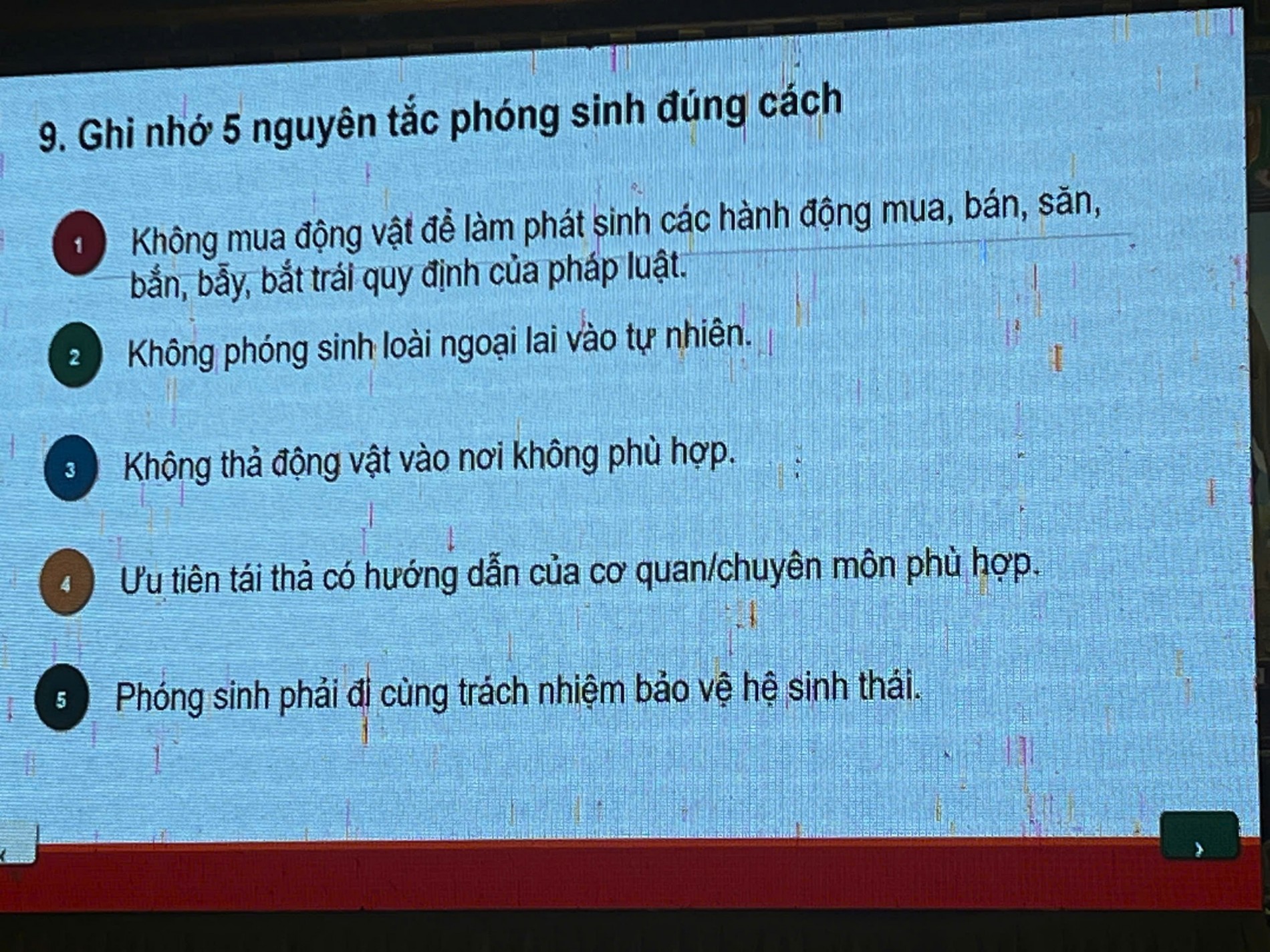 Phóng sinh bằng lòng từ bi, thực hành bằng trí tuệ Phóng sinh bằng lòng từ bi, thực hành bằng trí tuệ