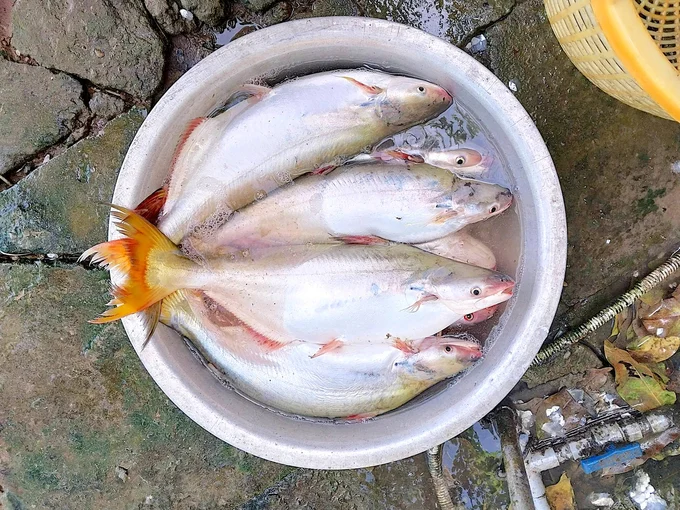 Cá bông lau từ sông nước lên ao nuôi, giúp nhiều nông dân đổi đời