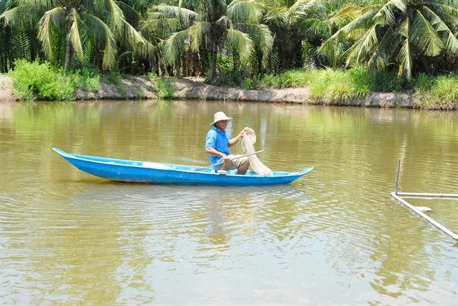 Cá bông lau từ sông nước lên ao nuôi, giúp nhiều nông dân đổi đời