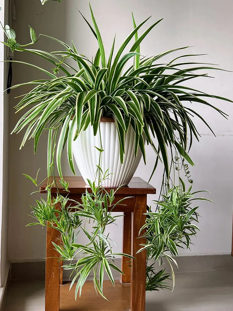 5 loại cây cảnh vừa đẹp nhà vừa an toàn cho gia đình có trẻ nhỏ 5 loại cây cảnh vừa đẹp nhà vừa an toàn cho gia đình có trẻ nhỏ