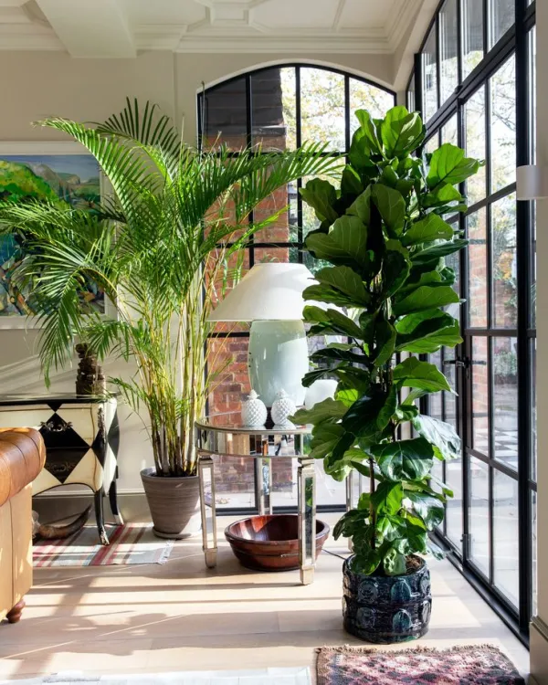 5 loại cây cảnh vừa đẹp nhà vừa an toàn cho gia đình có trẻ nhỏ 5 loại cây cảnh vừa đẹp nhà vừa an toàn cho gia đình có trẻ nhỏ