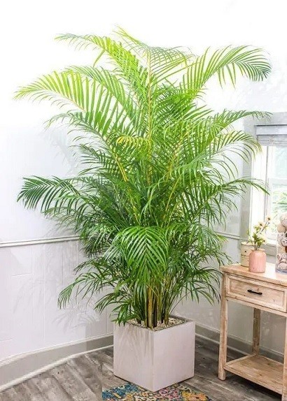 5 loại cây cảnh vừa đẹp nhà vừa an toàn cho gia đình có trẻ nhỏ 5 loại cây cảnh vừa đẹp nhà vừa an toàn cho gia đình có trẻ nhỏ