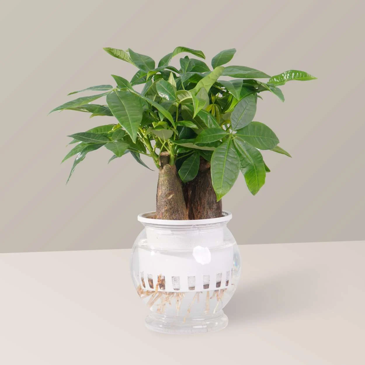 5 loại cây cảnh vừa đẹp nhà vừa an toàn cho gia đình có trẻ nhỏ 5 loại cây cảnh vừa đẹp nhà vừa an toàn cho gia đình có trẻ nhỏ