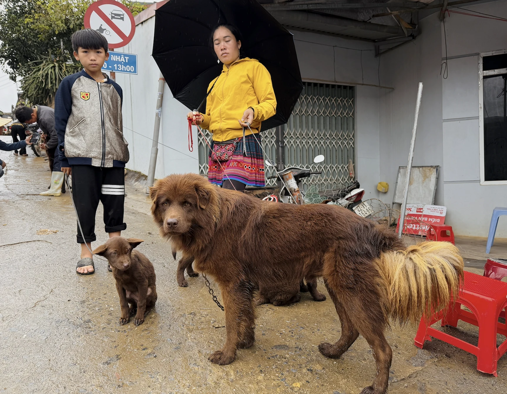 Tứ đại quốc khuyển Việt Nam: 4 giống chó bản địa quý, mang dấu ấn riêng của từng vùng đất Tứ đại quốc khuyển Việt Nam: 4 giống chó bản địa quý, mang dấu ấn riêng của từng vùng đất