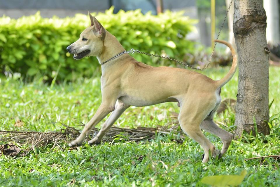 Tứ đại quốc khuyển Việt Nam: 4 giống chó bản địa quý, mang dấu ấn riêng của từng vùng đất Tứ đại quốc khuyển Việt Nam: 4 giống chó bản địa quý, mang dấu ấn riêng của từng vùng đất