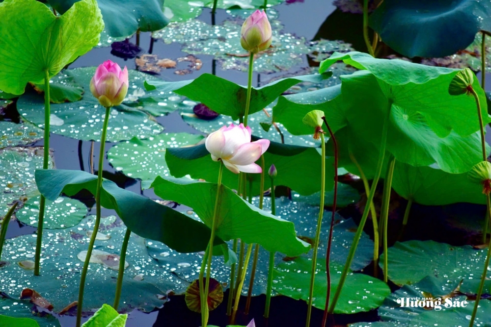 Hoa sen: Từ biểu tượng văn hóa đến ngành hàng đa giá trị Hoa sen: Từ biểu tượng văn hóa đến ngành hàng đa giá trị