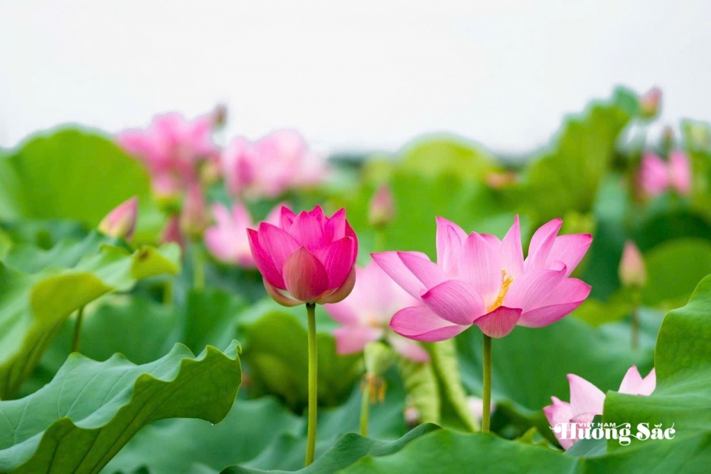 Hoa sen: Từ biểu tượng văn hóa đến ngành hàng đa giá trị Hoa sen: Từ biểu tượng văn hóa đến ngành hàng đa giá trị