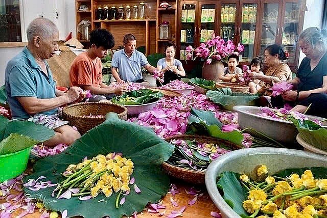 Hoa sen: Từ biểu tượng văn hóa đến ngành hàng đa giá trị Hoa sen: Từ biểu tượng văn hóa đến ngành hàng đa giá trị