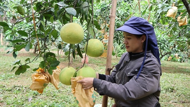 Bưởi Phúc Trạch mất mùa, nhà vườn vẫn kỳ vọng vụ thu hoạch khả quan Bưởi Phúc Trạch mất mùa, nhà vườn vẫn kỳ vọng vụ thu hoạch khả quan