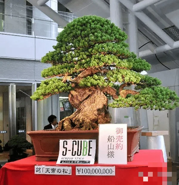 Cây cảnh có cây giá gần 1,6 triệu USD, tuổi đời hàng trăm năm, càng già càng đắt Cây cảnh có cây giá gần 1,6 triệu USD, tuổi đời hàng trăm năm, càng già càng đắt