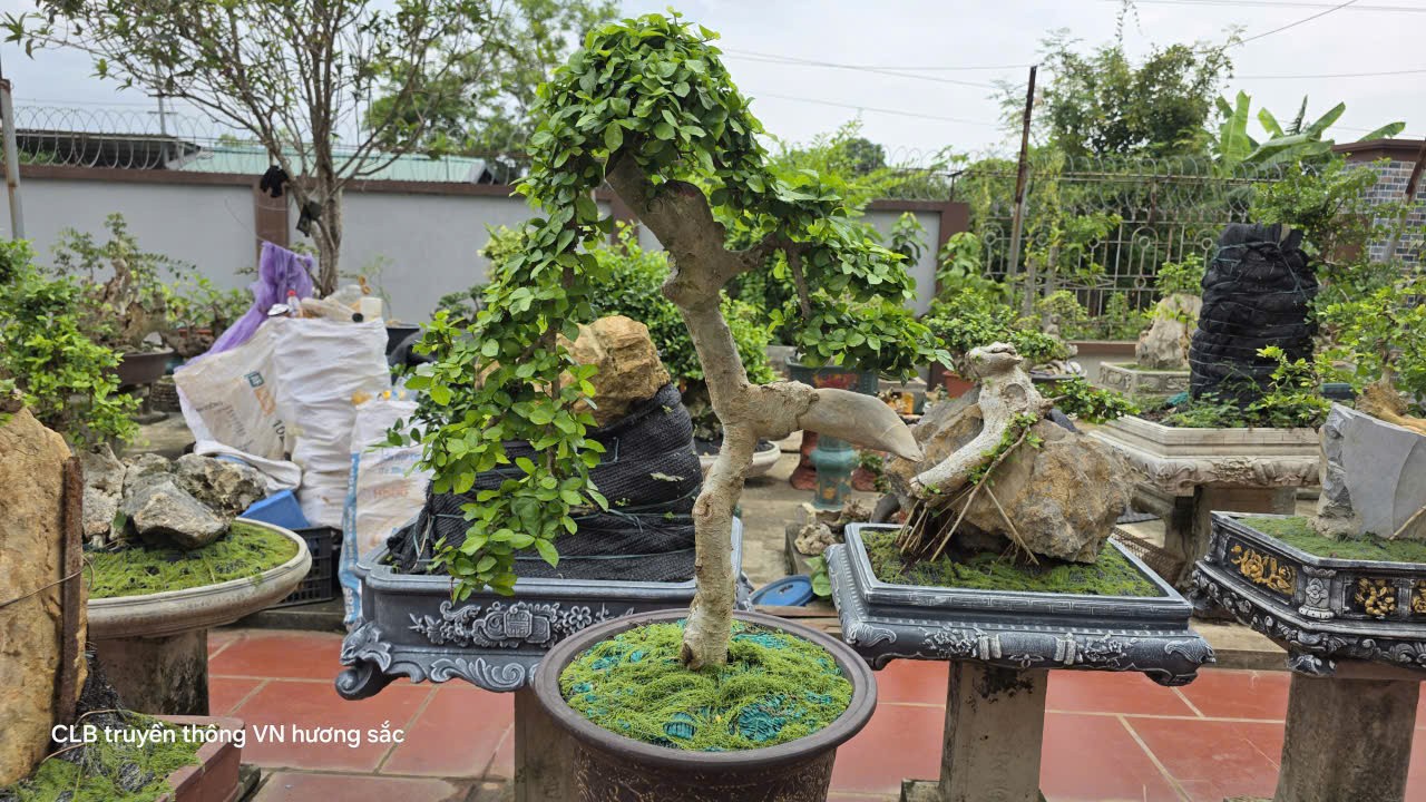 Người phụ nữ U70 giữ lửa đam mê duối đá ở Phú Thọ Người phụ nữ U70 giữ lửa đam mê duối đá ở Phú Thọ