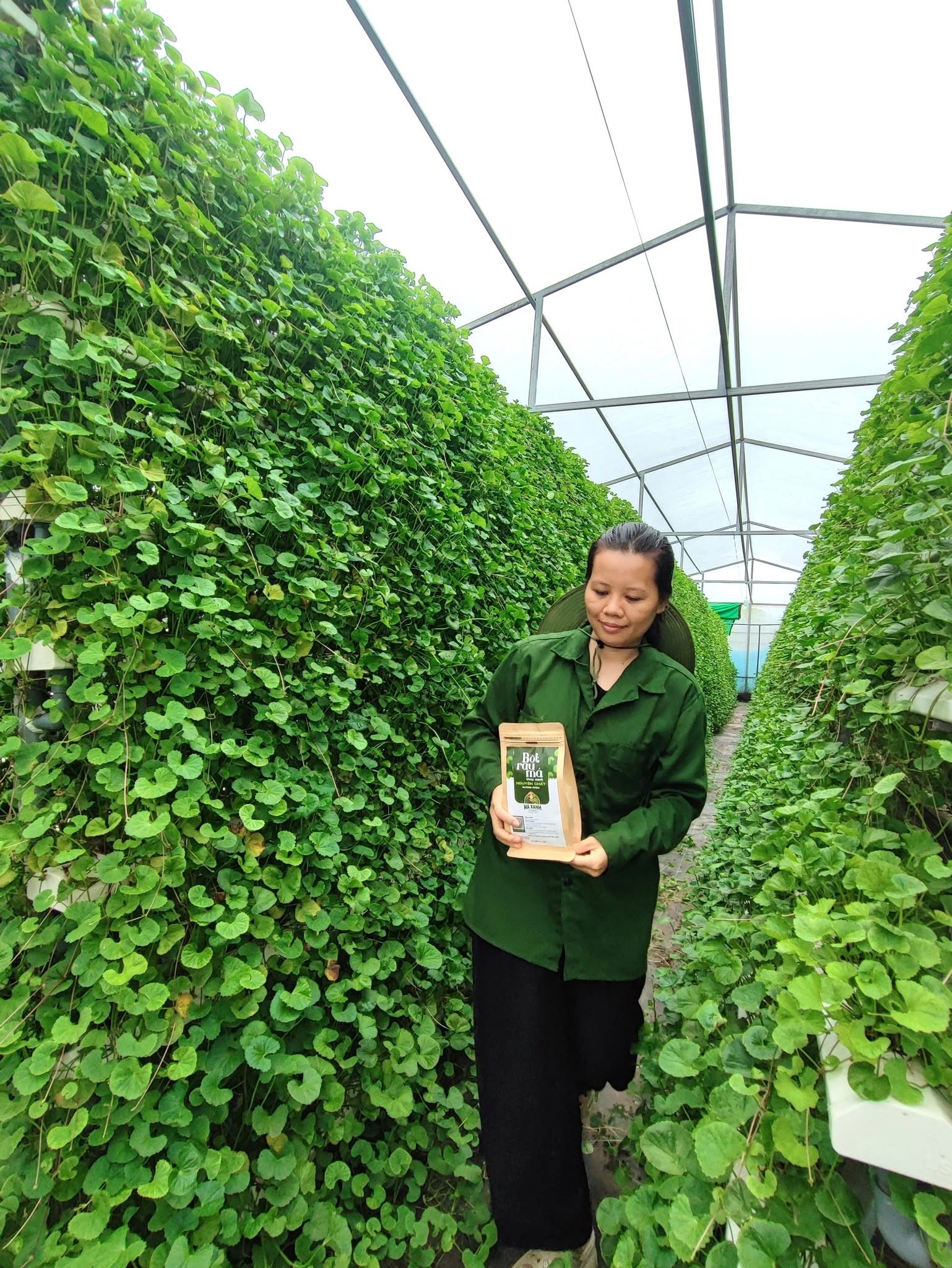 Nữ nông dân Hà Nội bỏ nghề hái ra tiền, về quê trồng rau má bằng công nghệ cao Nữ nông dân Hà Nội bỏ nghề hái ra tiền, về quê trồng rau má bằng công nghệ cao