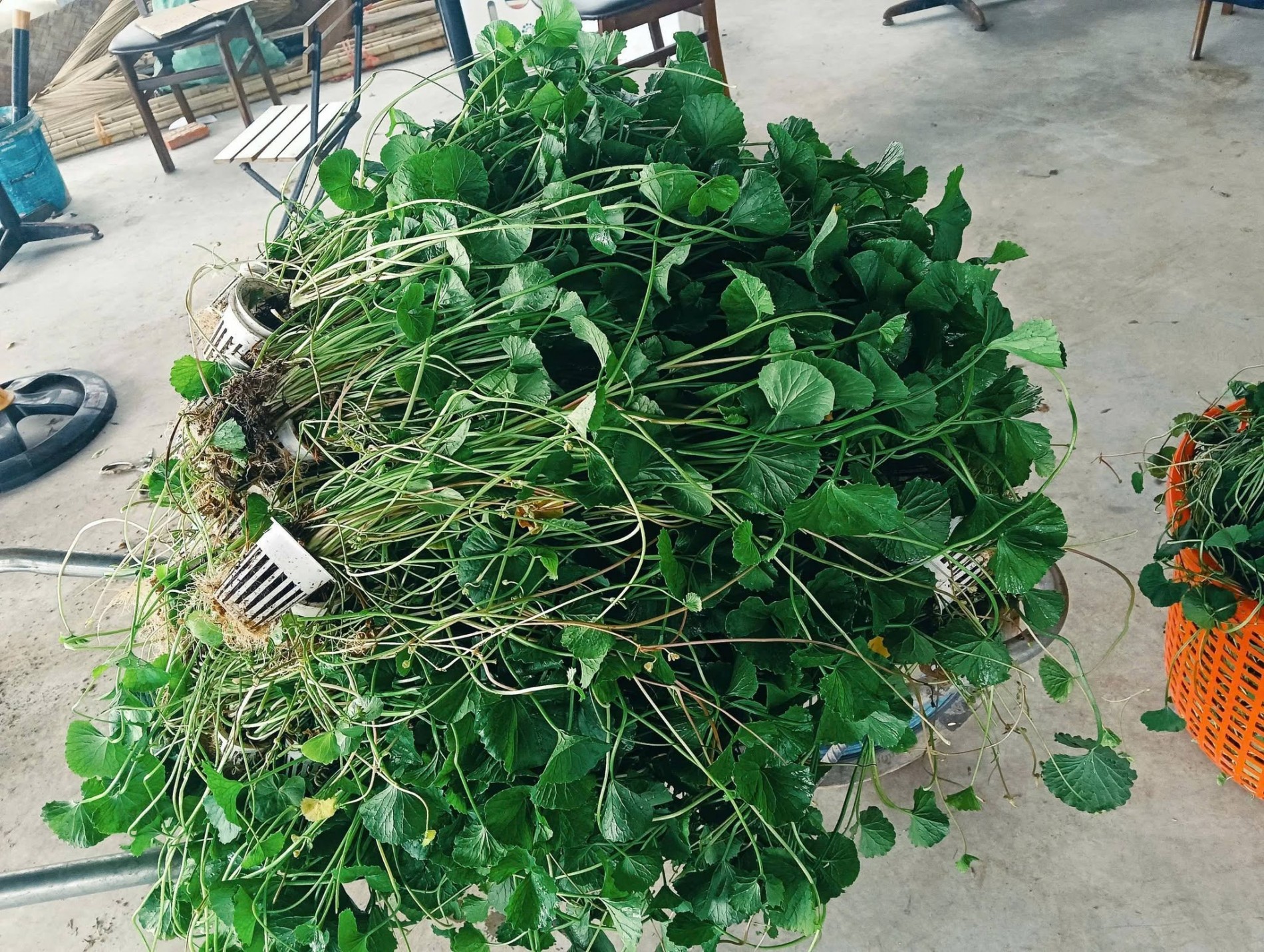 Nữ nông dân Hà Nội bỏ nghề hái ra tiền, về quê trồng rau má bằng công nghệ cao Nữ nông dân Hà Nội bỏ nghề hái ra tiền, về quê trồng rau má bằng công nghệ cao