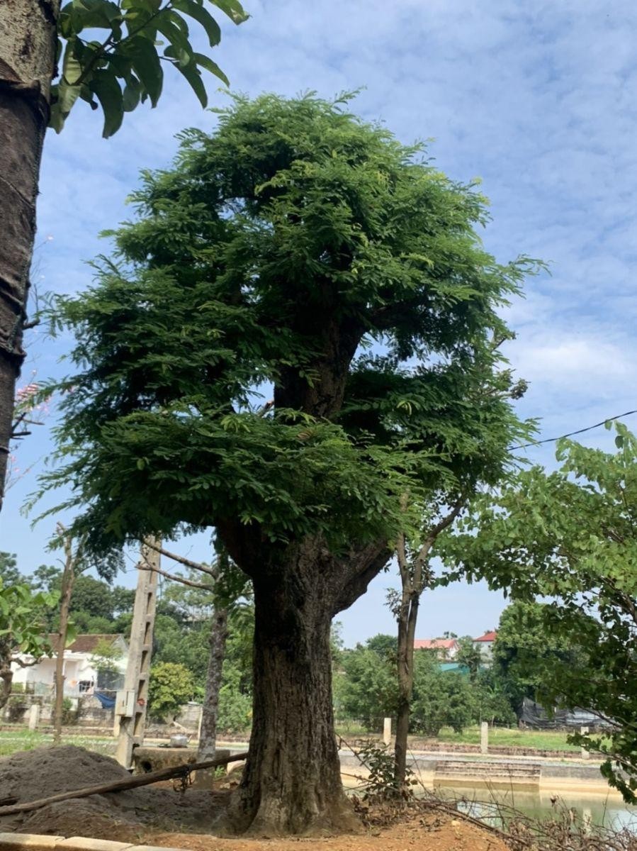 Theo phong thủy, đây là 4 loại cây nên tránh trồng trong nhà, gia chủ cần lưu ý Theo phong thủy, đây là 4 loại cây nên tránh trồng trong nhà, gia chủ cần lưu ý