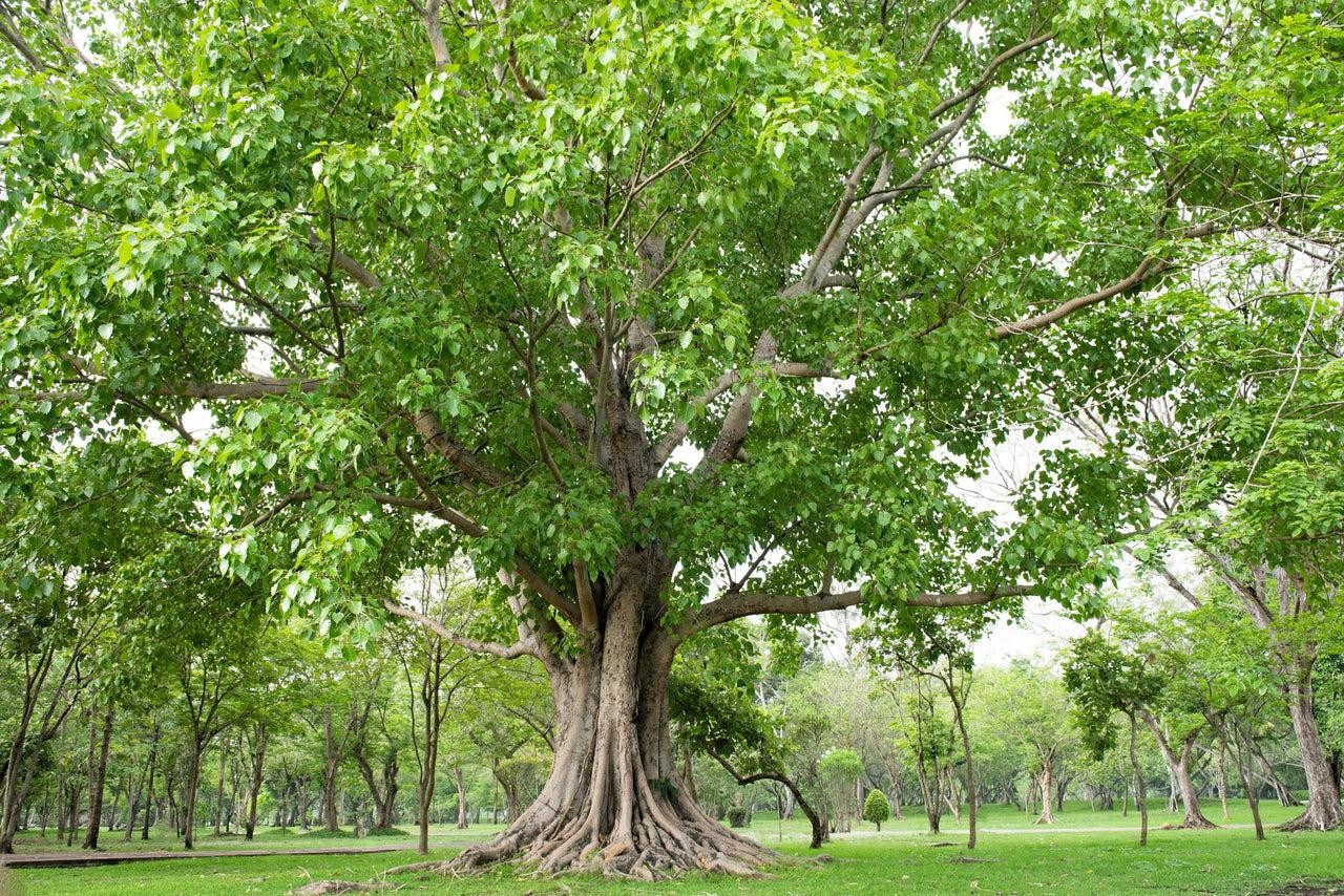 Theo phong thủy, đây là 4 loại cây nên tránh trồng trong nhà, gia chủ cần lưu ý Theo phong thủy, đây là 4 loại cây nên tránh trồng trong nhà, gia chủ cần lưu ý