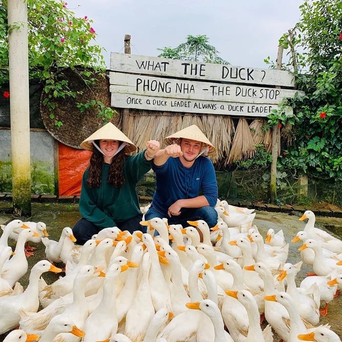 Chăn vịt ở Phong Nha, trải nghiệm độc - lạ khiến du khách thích thú