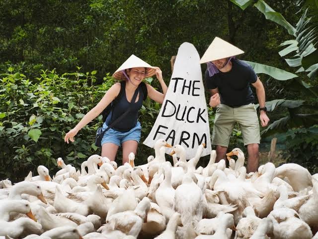 Chăn vịt ở Phong Nha, trải nghiệm độc - lạ khiến du khách thích thú