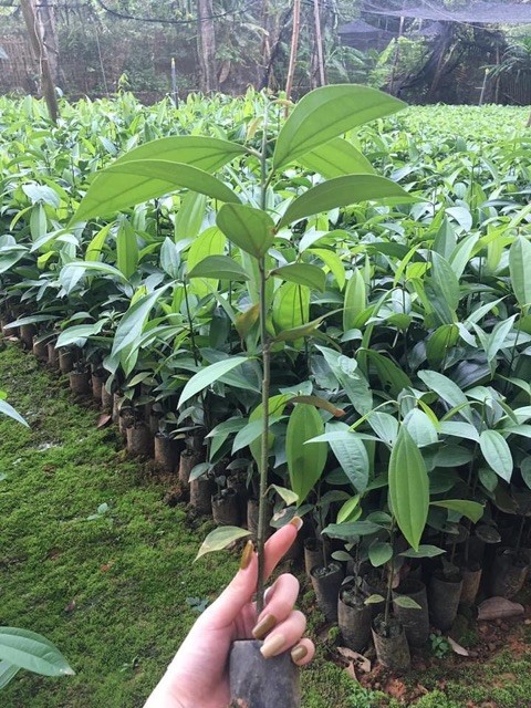 4 cây cảnh mang ý nghĩa phúc – lộc – bình an, thích hợp trồng trong nhà 4 cây cảnh mang ý nghĩa phúc – lộc – bình an, thích hợp trồng trong nhà