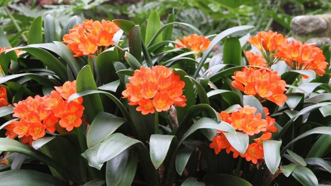 4 cây cảnh mang ý nghĩa phúc – lộc – bình an, thích hợp trồng trong nhà 4 cây cảnh mang ý nghĩa phúc – lộc – bình an, thích hợp trồng trong nhà