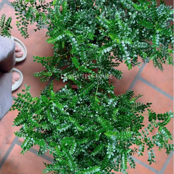 4 cây cảnh mang ý nghĩa phúc – lộc – bình an, thích hợp trồng trong nhà 4 cây cảnh mang ý nghĩa phúc – lộc – bình an, thích hợp trồng trong nhà