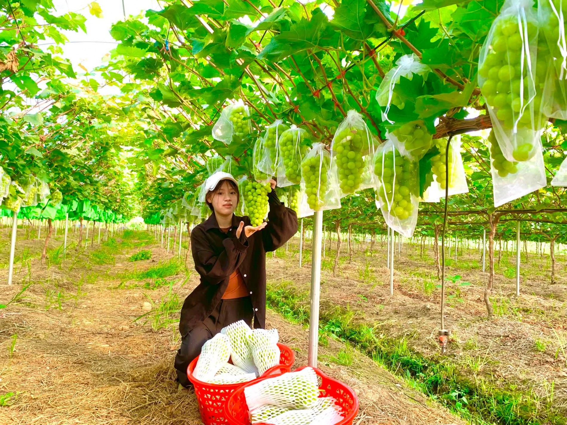 “Cú liều” với nho sữa giúp người đàn ông Hà Nội đổi đời “Cú liều” với nho sữa giúp người đàn ông Hà Nội đổi đời