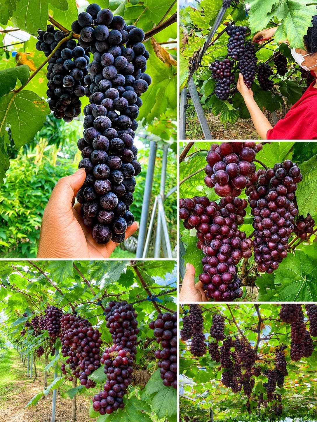 “Cú liều” với nho sữa giúp người đàn ông Hà Nội đổi đời “Cú liều” với nho sữa giúp người đàn ông Hà Nội đổi đời