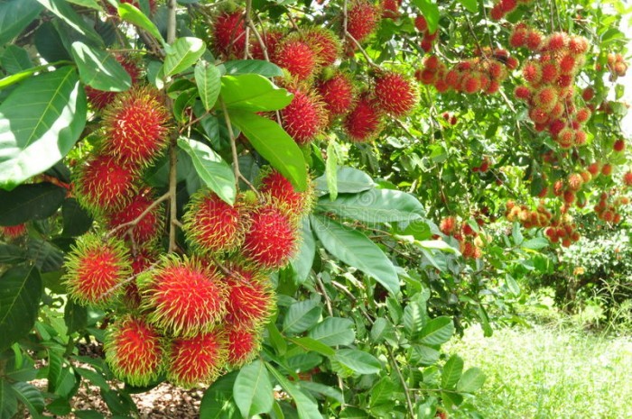 Kỹ thuật xử lý chôm chôm ra hoa trái vụ, chủ động thời điểm thu hoạch Kỹ thuật xử lý chôm chôm ra hoa trái vụ, chủ động thời điểm thu hoạch