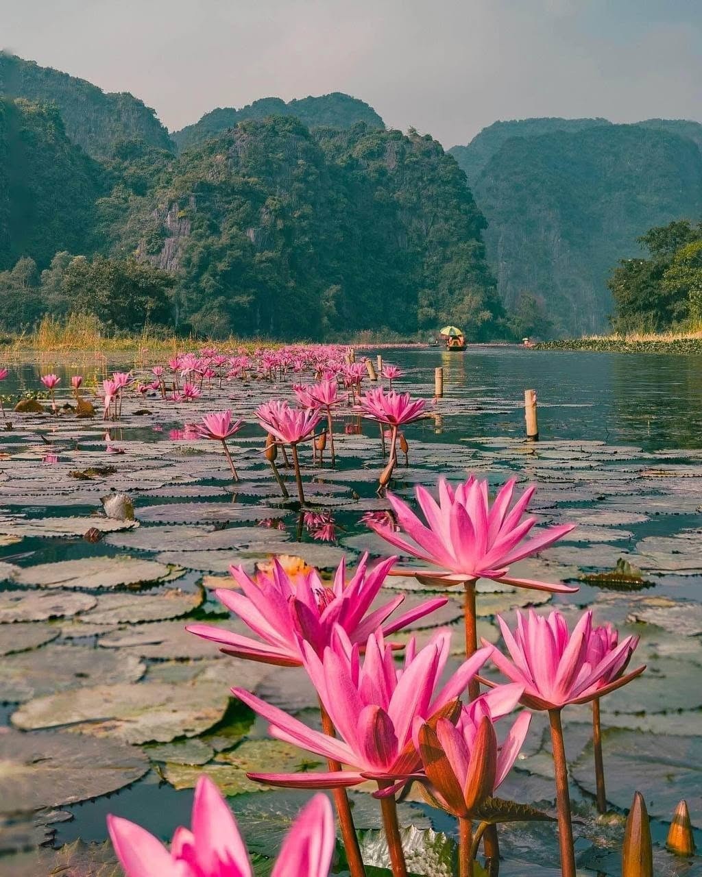 Ninh Bình vào mùa hoa súng, cảnh sắc đẹp tựa tranh vẽ Ninh Bình vào mùa hoa súng, cảnh sắc đẹp tựa tranh vẽ