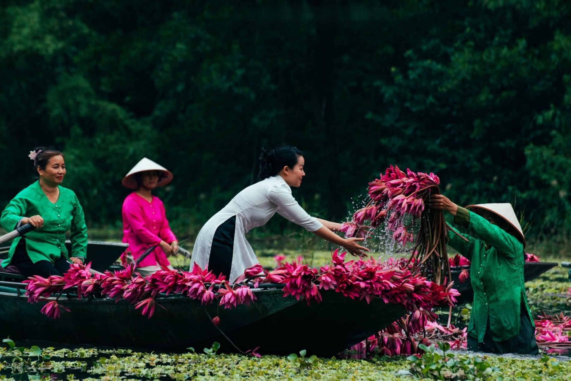 Ninh Bình vào mùa hoa súng, cảnh sắc đẹp tựa tranh vẽ Ninh Bình vào mùa hoa súng, cảnh sắc đẹp tựa tranh vẽ