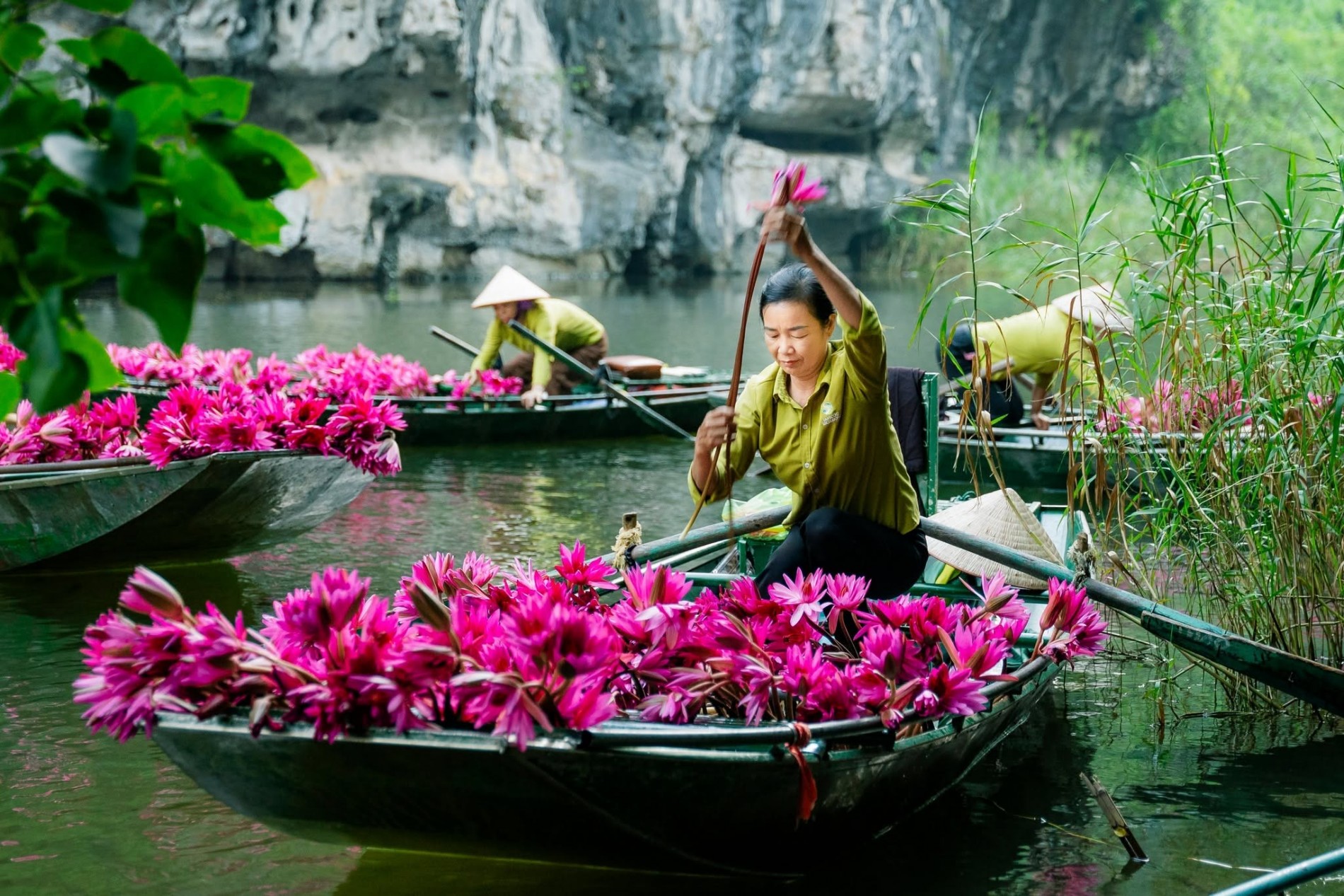 Ninh Bình vào mùa hoa súng, cảnh sắc đẹp tựa tranh vẽ Ninh Bình vào mùa hoa súng, cảnh sắc đẹp tựa tranh vẽ