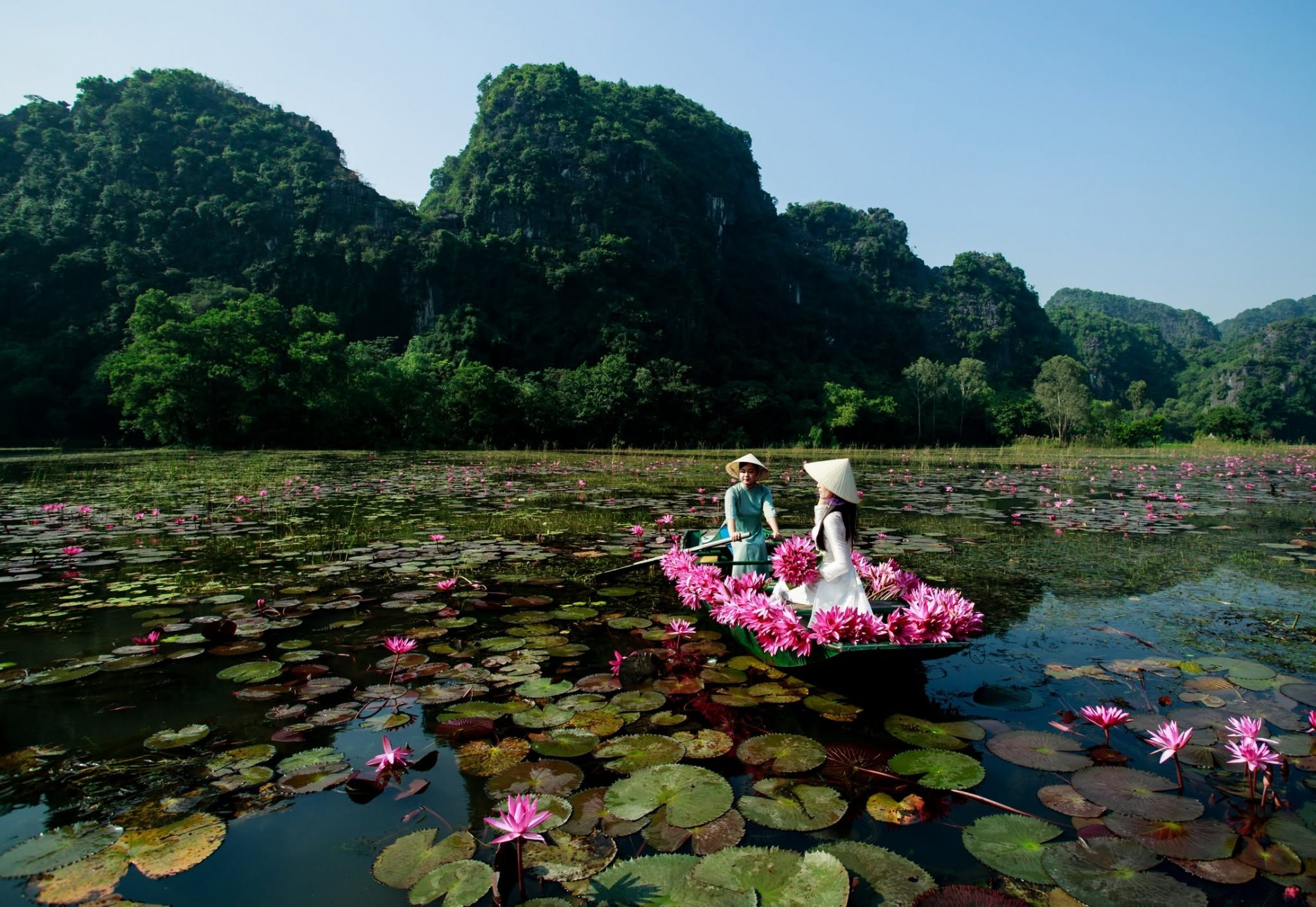 Ninh Bình vào mùa hoa súng, cảnh sắc đẹp tựa tranh vẽ Ninh Bình vào mùa hoa súng, cảnh sắc đẹp tựa tranh vẽ