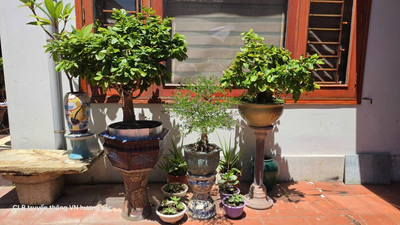 Về Quảng Trị, ghé ngôi nhà nơi cây cảnh và cổ vật kể chuyện thời gian Về Quảng Trị, ghé ngôi nhà nơi cây cảnh và cổ vật kể chuyện thời gian